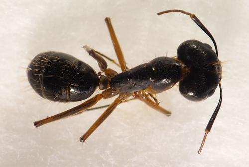 Réf. 281 763 : Camponotus sp.